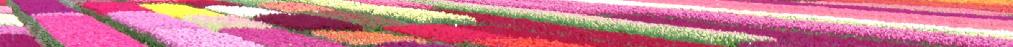 tulip banner