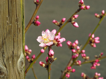 almond blossoms