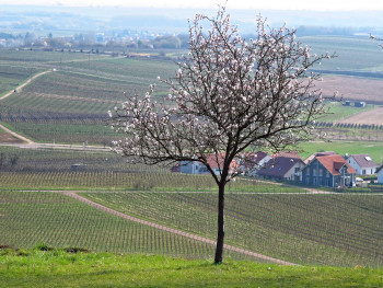 almond tree in