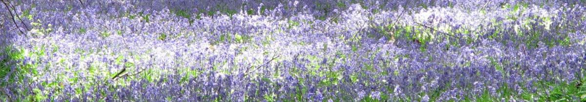 bluebellsribbonimg_3679.jpg