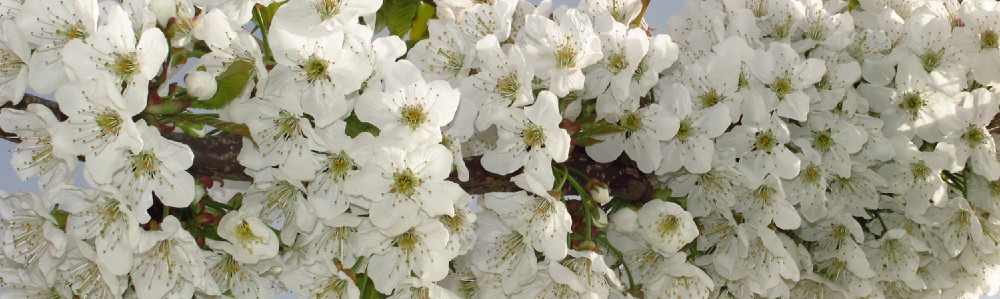 white cherry blossoms