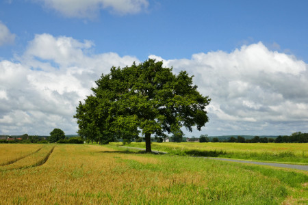 lonely tree 1