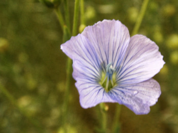 vlasbloem