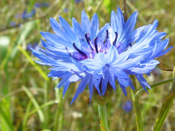 korenbloem