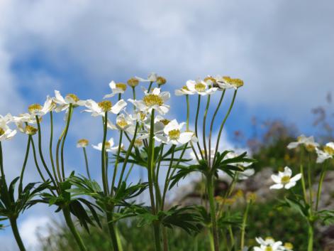 alpine flowers