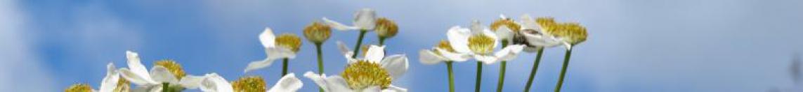 white flower banner