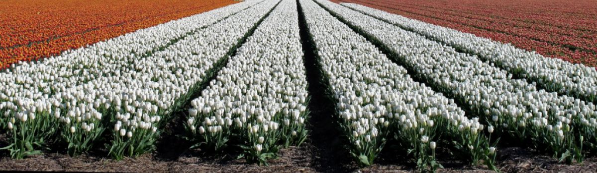 tulpenveld