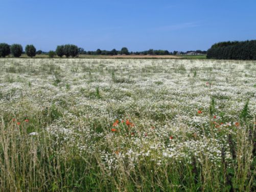 kamilleveld
