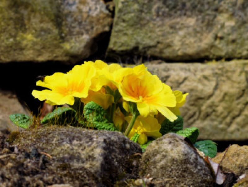 sleutelbloem tegen muur