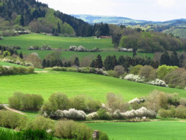 landscape with spring bloom