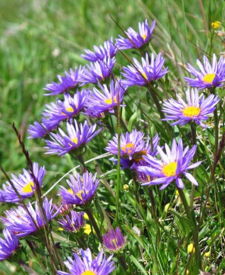 blauwe lentebloemen