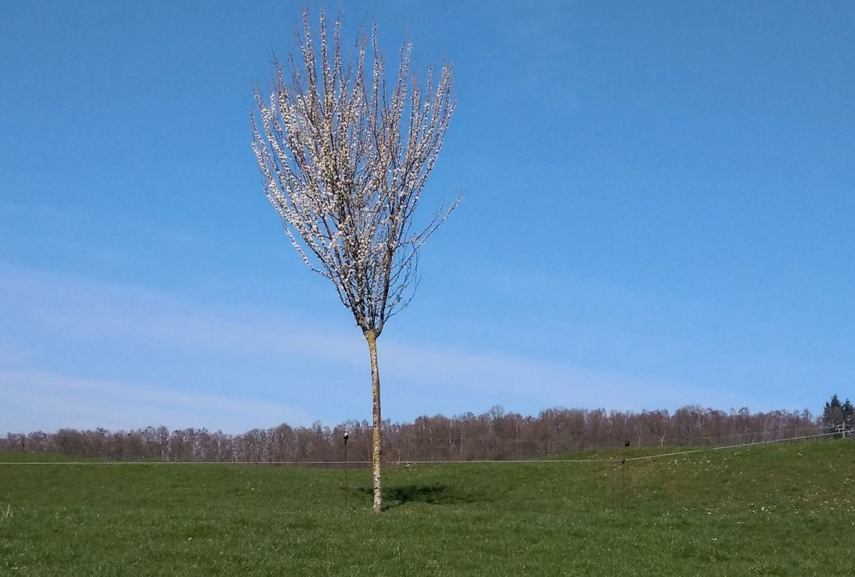 cherryblossomtree