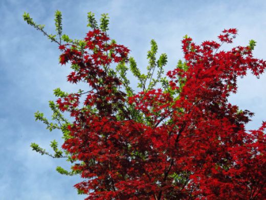 red leaves