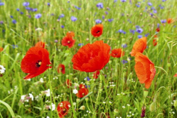 poppies