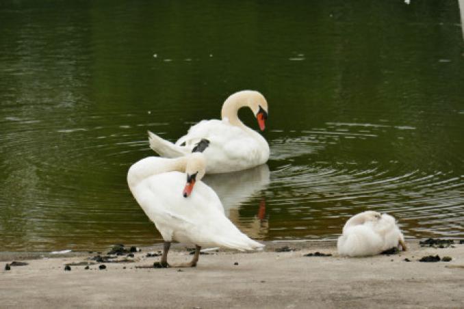 swan parents with child