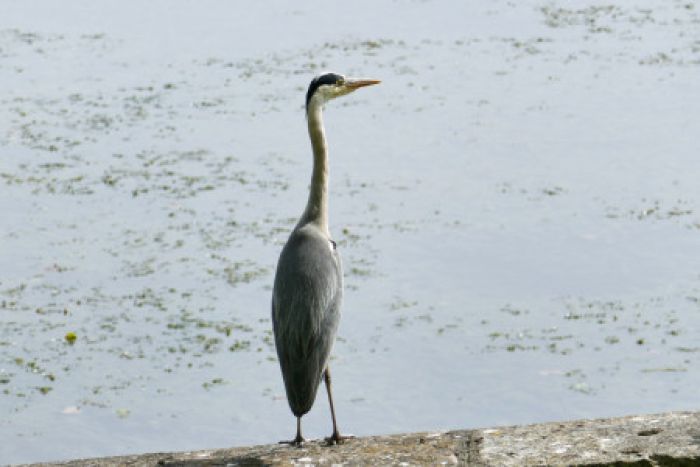 REIGER STAAT P¨OP UITKIJK