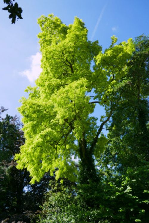 tree