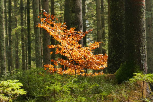 lower tree in wood