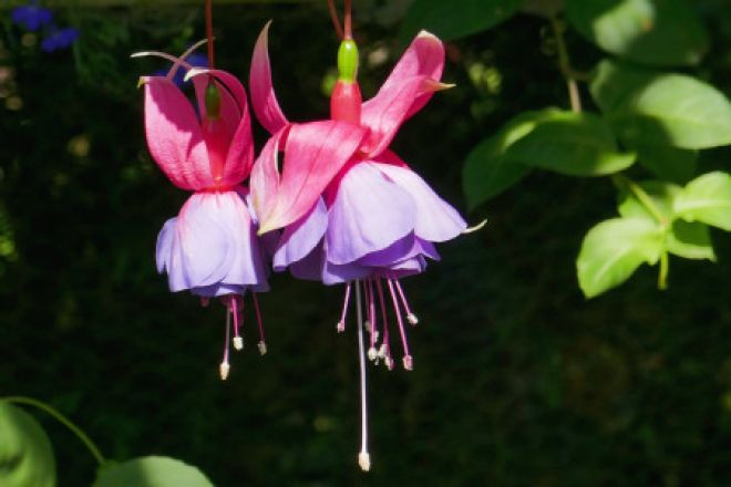 fuchsiabloem