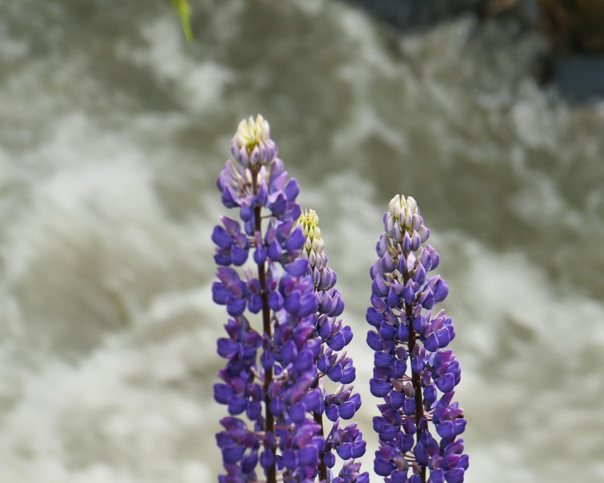 flowers in shade