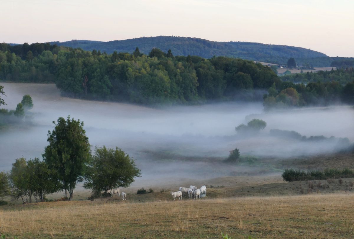 mist over velden