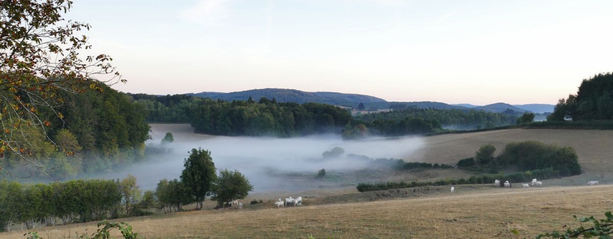 mist in dal