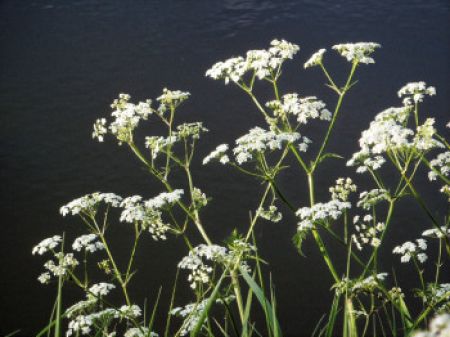 fluitekruid